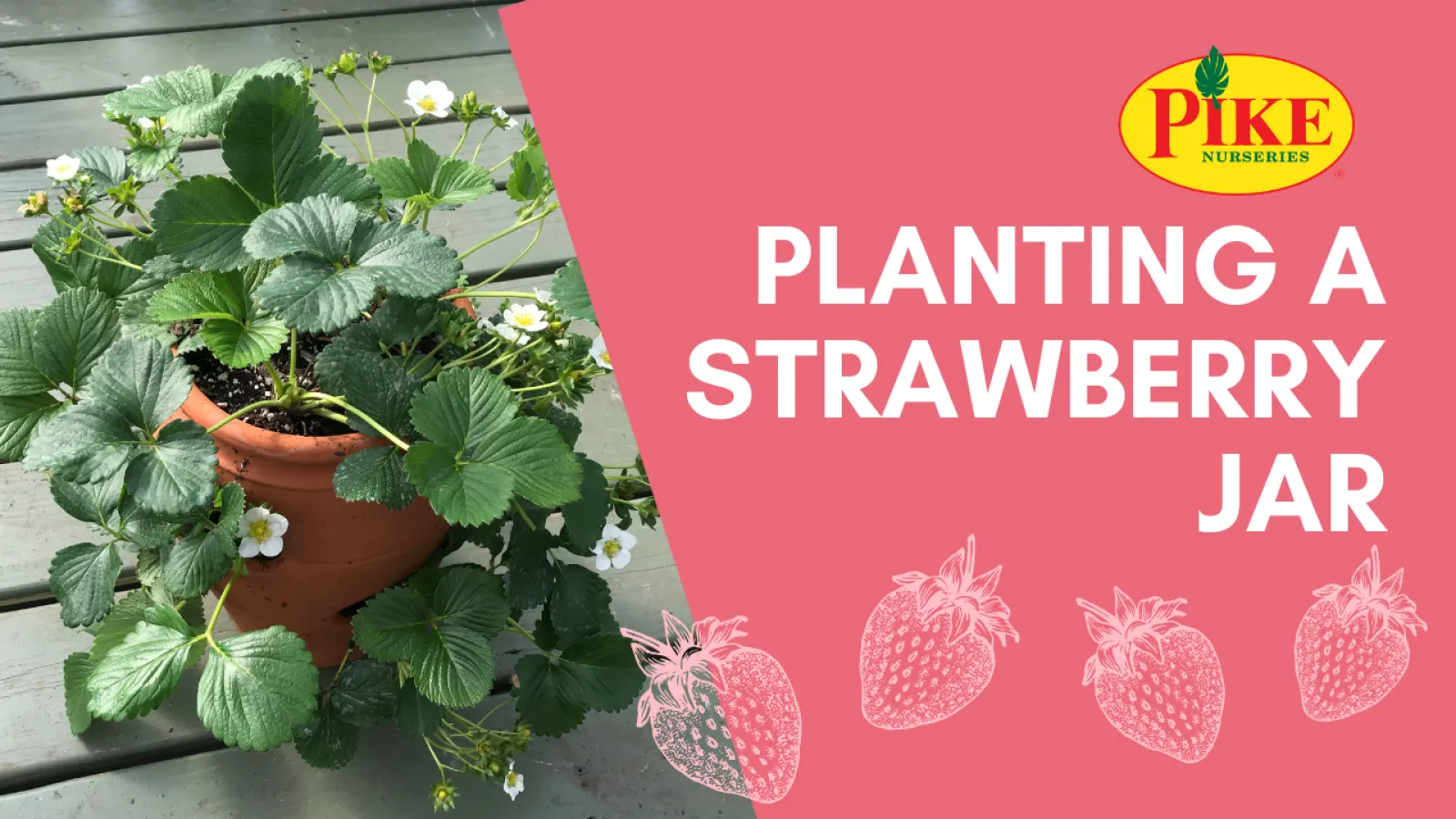 Planting Strawberries | Pike Nurseries