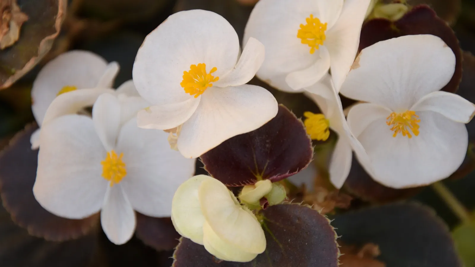 begonias