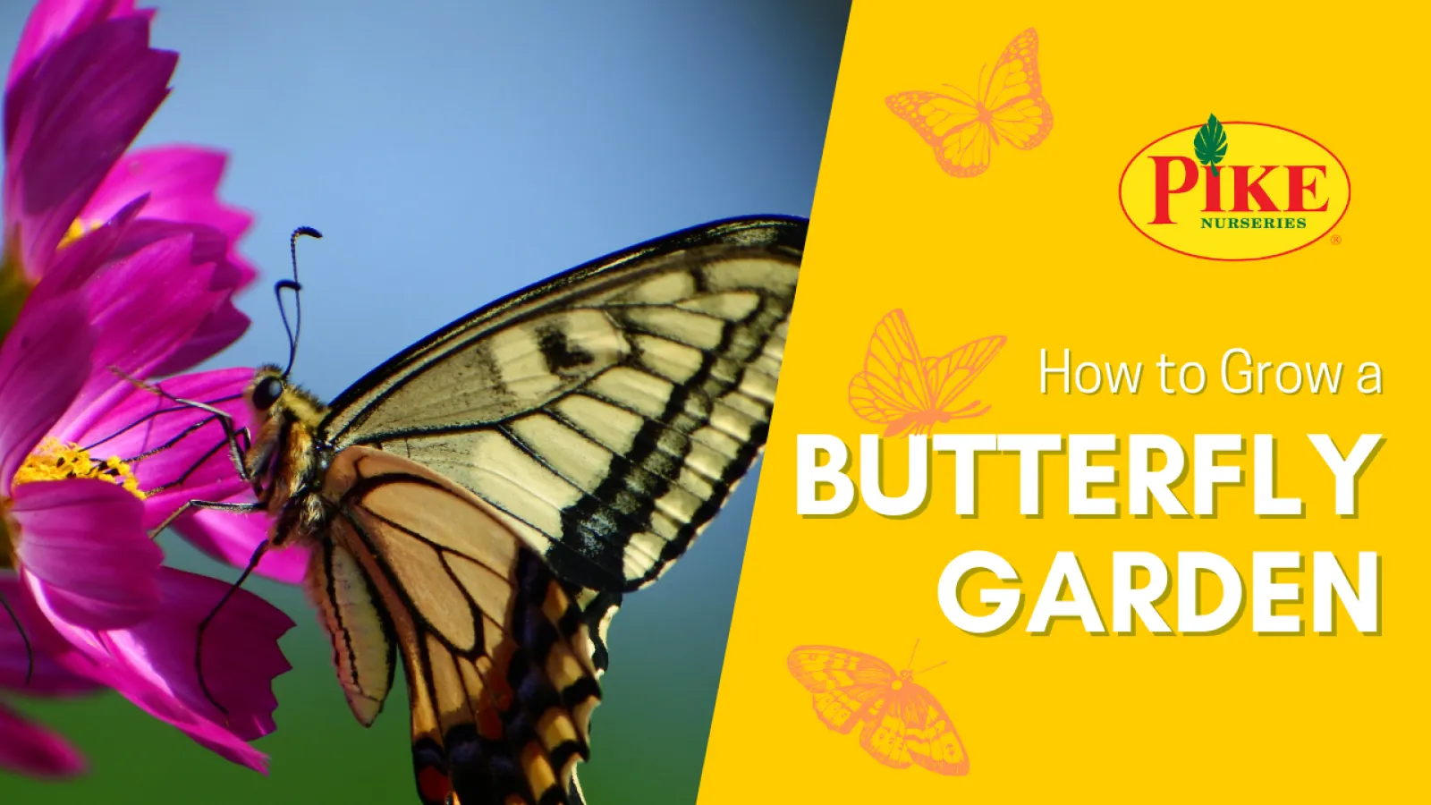 butterfly garden
