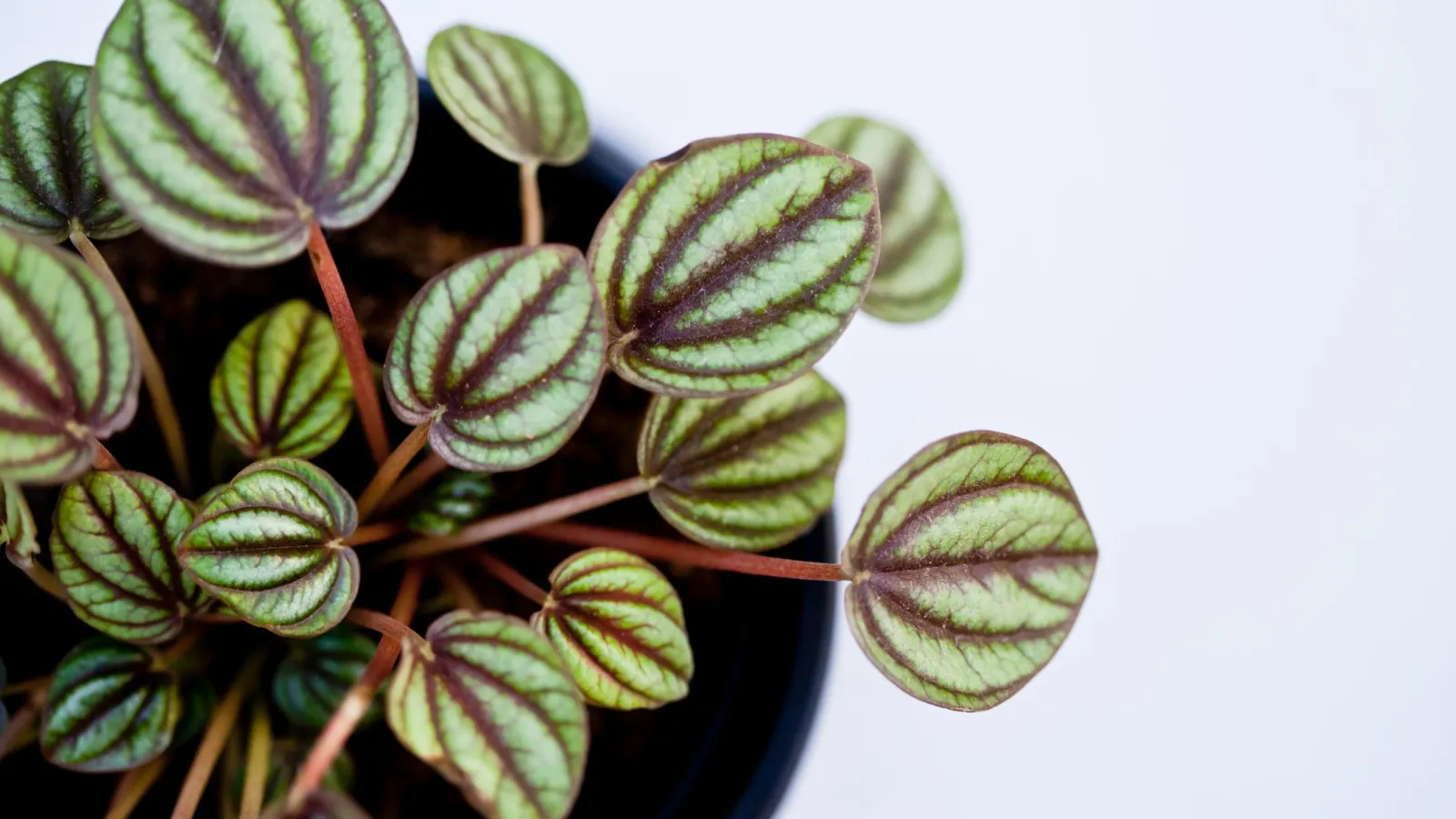 peperomia