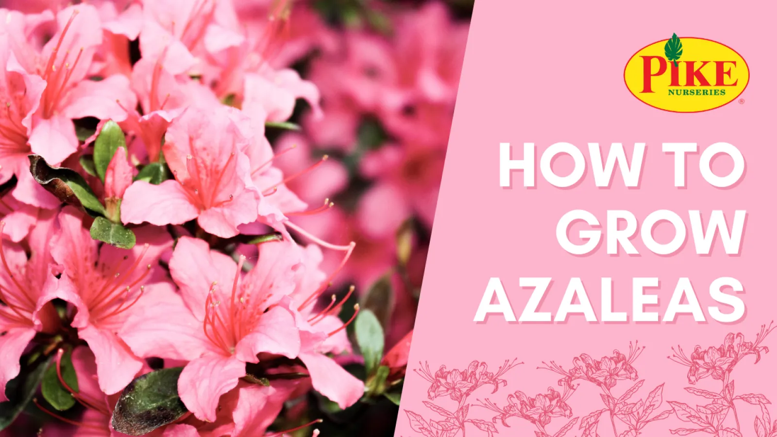 azaleas