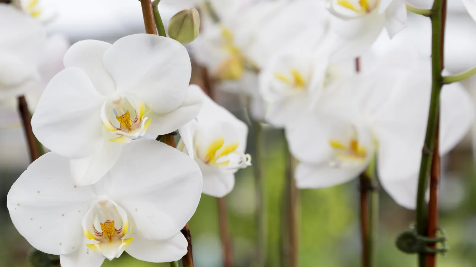 orchids