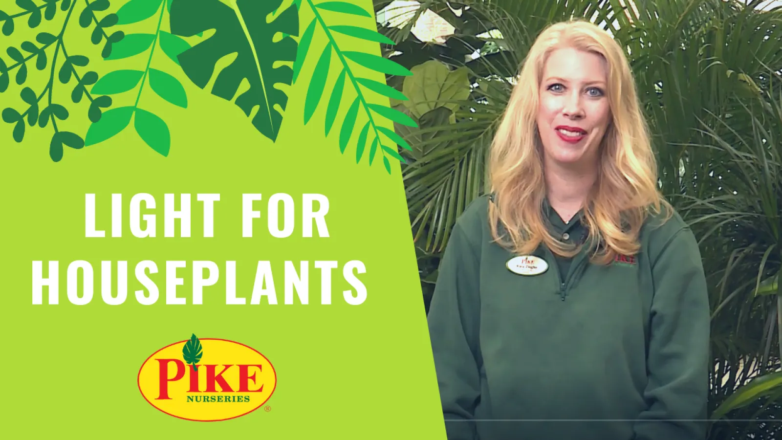 How to Determine Light for Houseplants Pike Nurseries