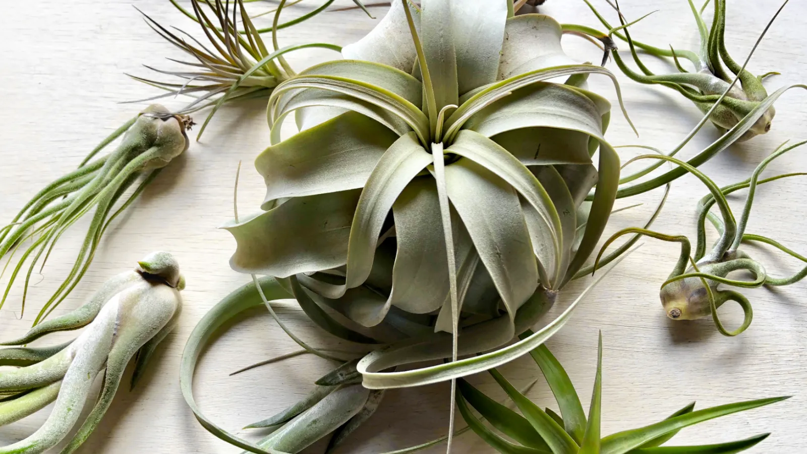 airplants