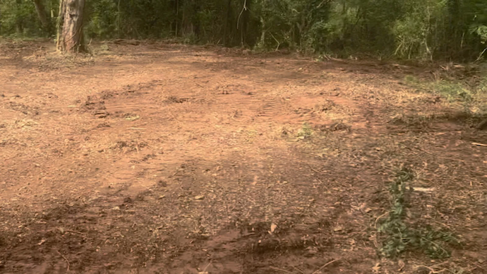 a dirt road in the woods