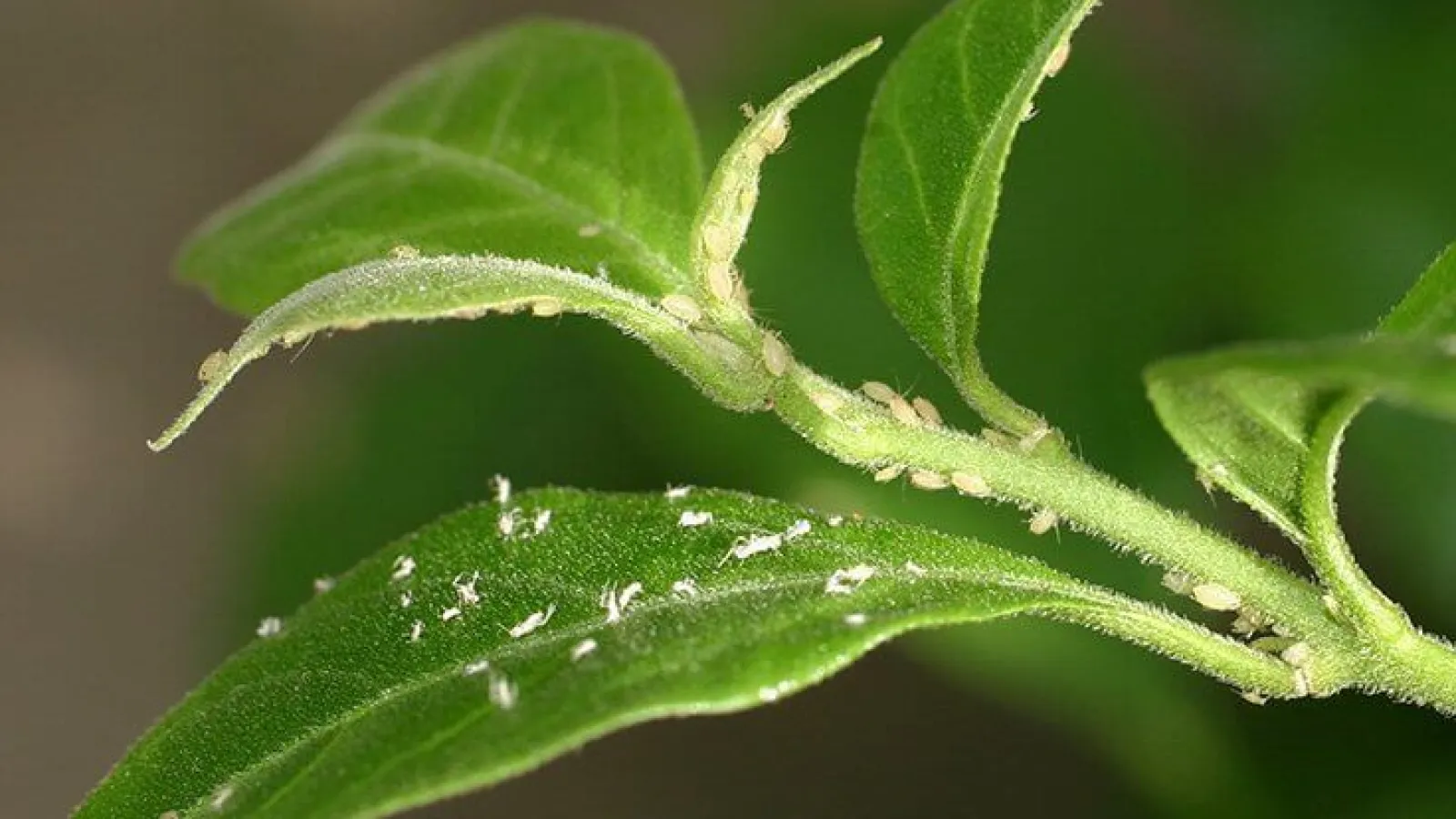 Common Shrub Insects: Aphids & Lace Bugs