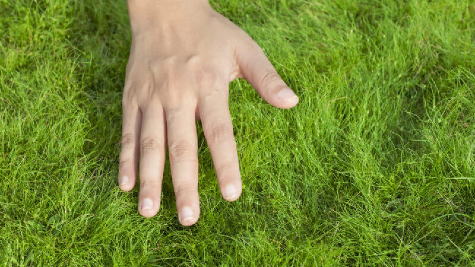 Hand on grass