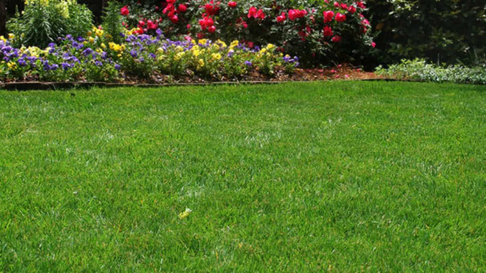 Lush green lawn bordered by vibrant flowers in a colorful garden setting.
