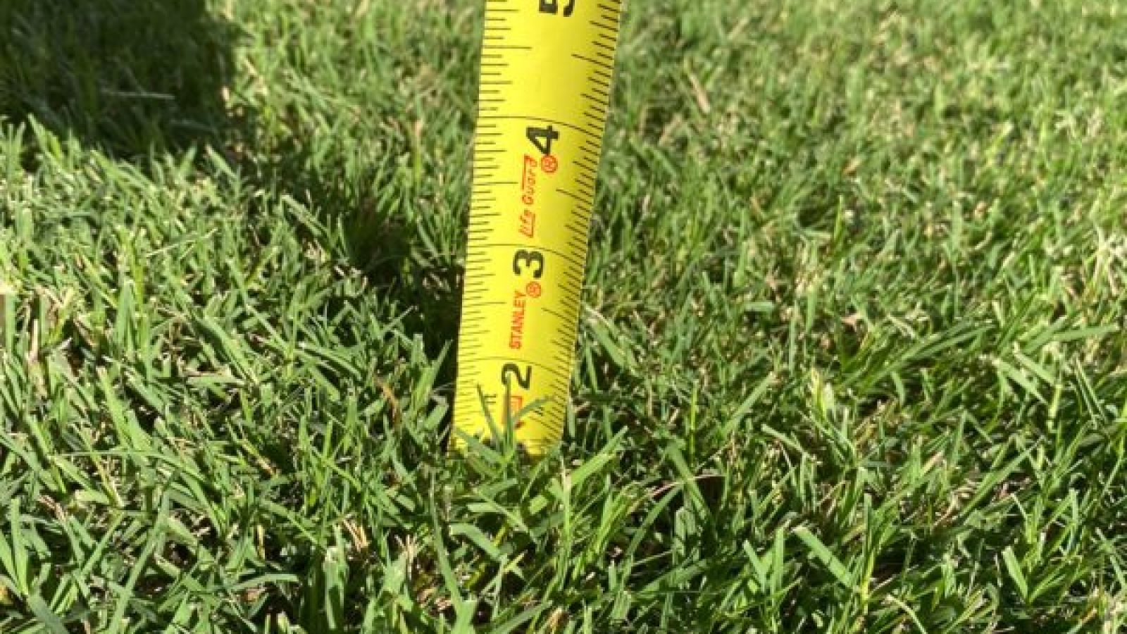 measuring grass height