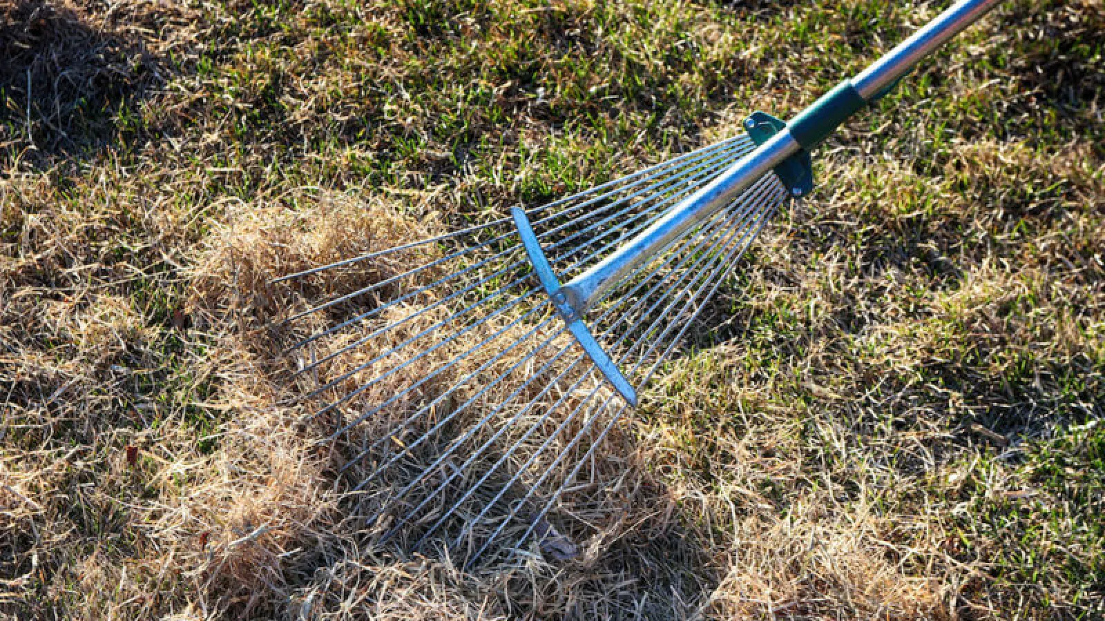 Lawn Care in March