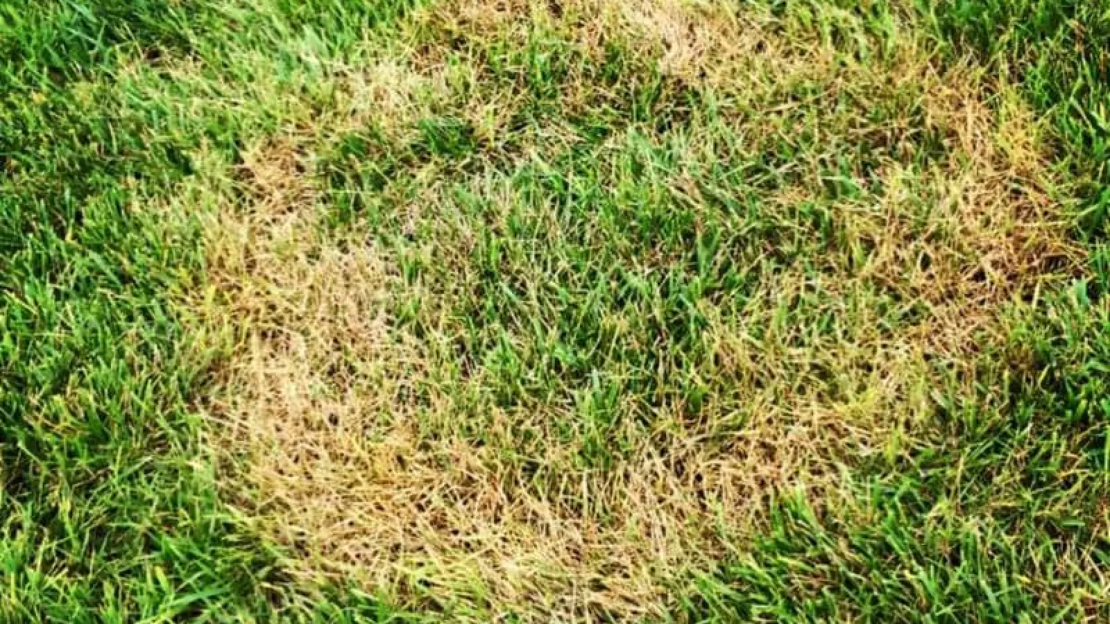 How to Prevent Brown Patch Fungus Lawn Care | Turf Masters Lawn Care