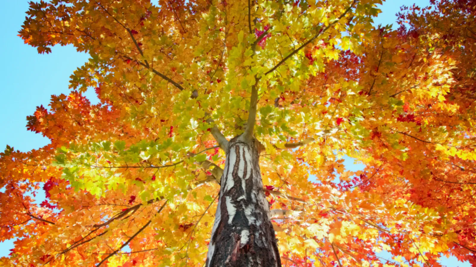 Fall Tree & Shrub Care
