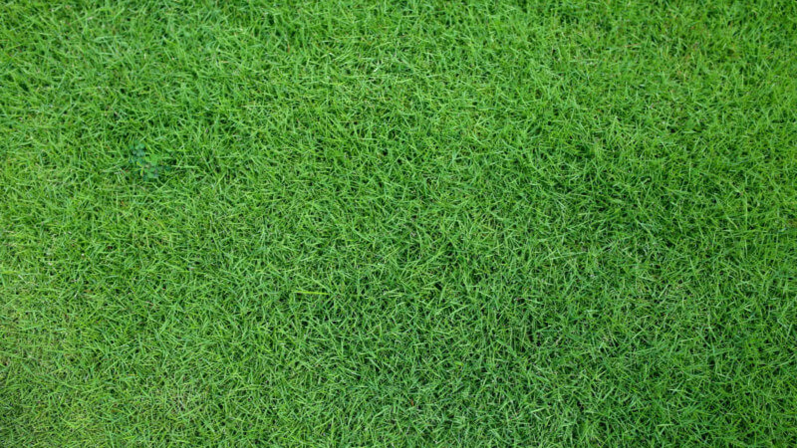 El Toro Zoysia