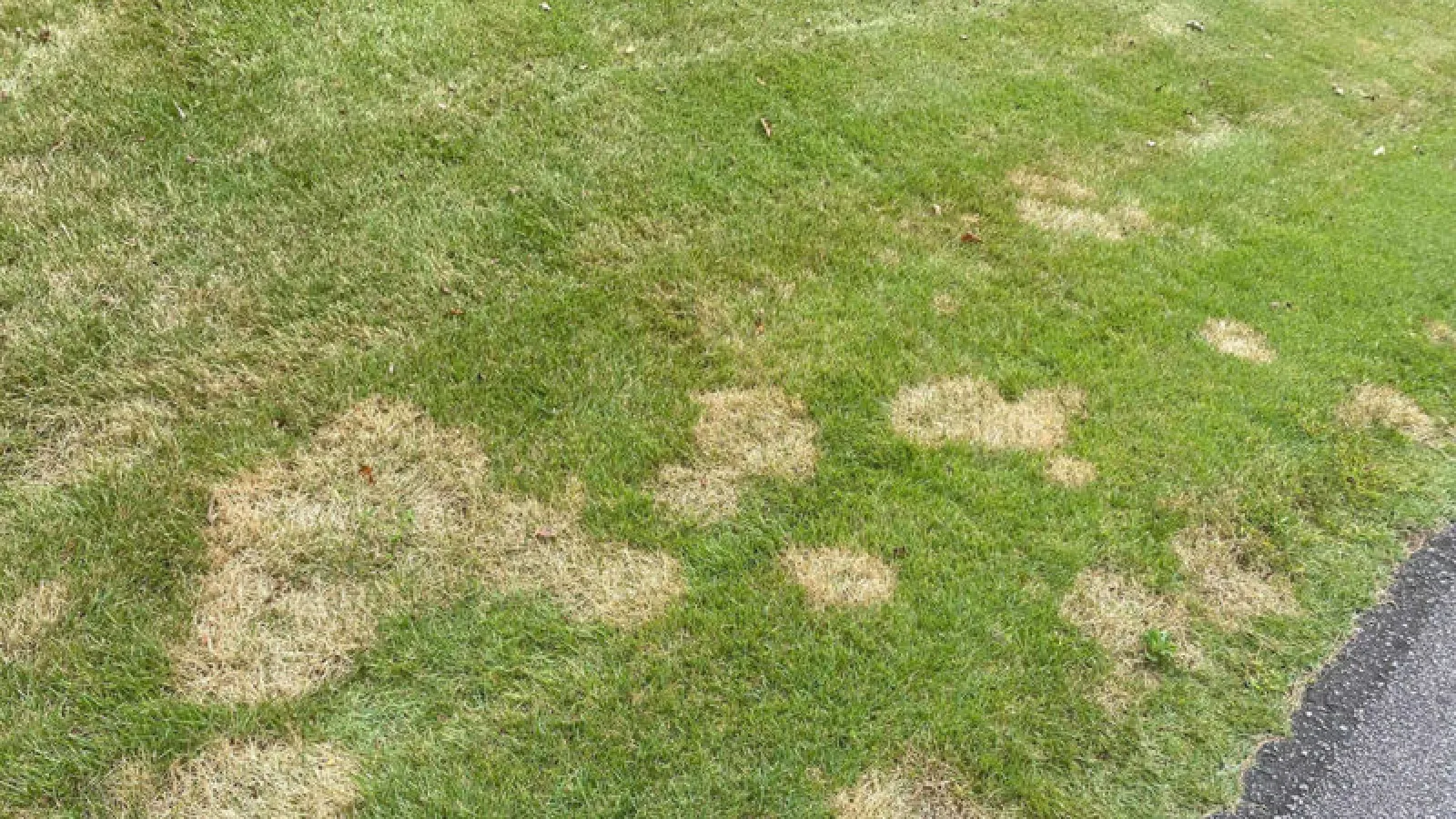 Don’t Let Zoysia Patch Fungus Take Hold In Your Lawn