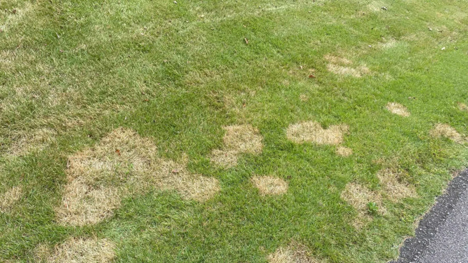 yellow patches on lawn