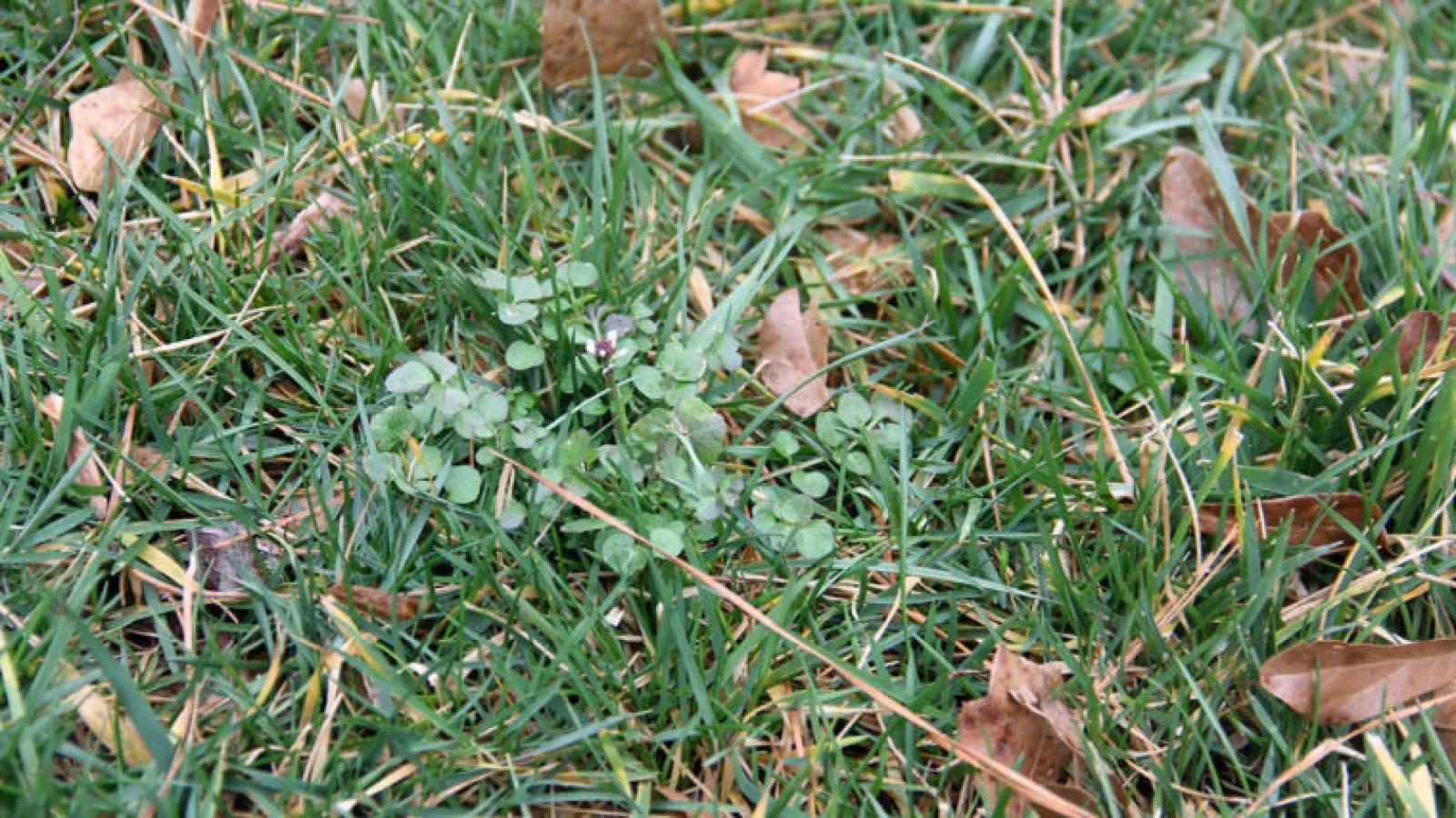 Fall Pre-Emergent Weed Control