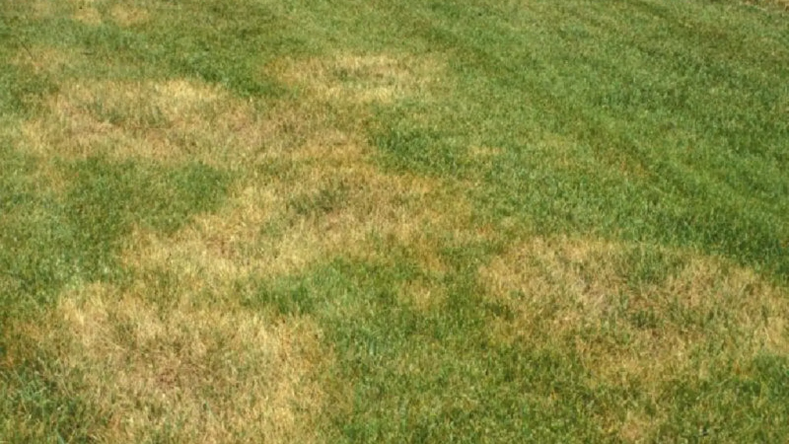 Zoysia Patch