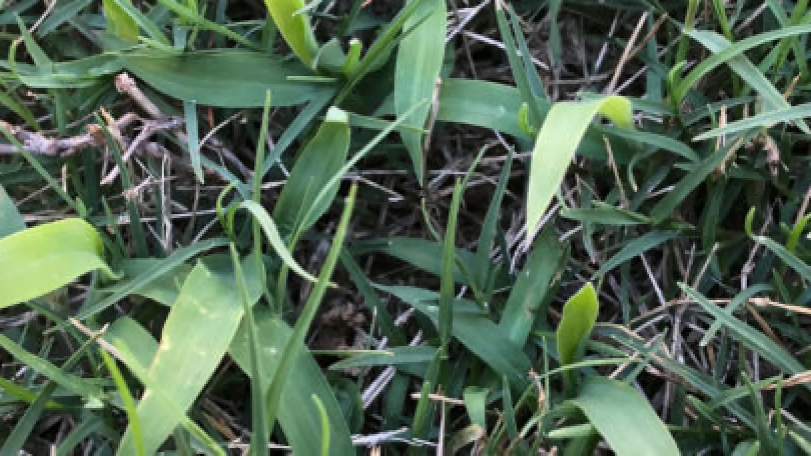 Crabgrass and Other Weed Pre-emergents