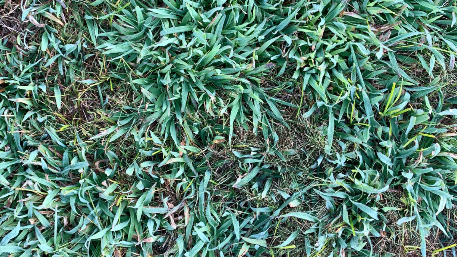 Close-up of crabgrass weeds taking over lawn
