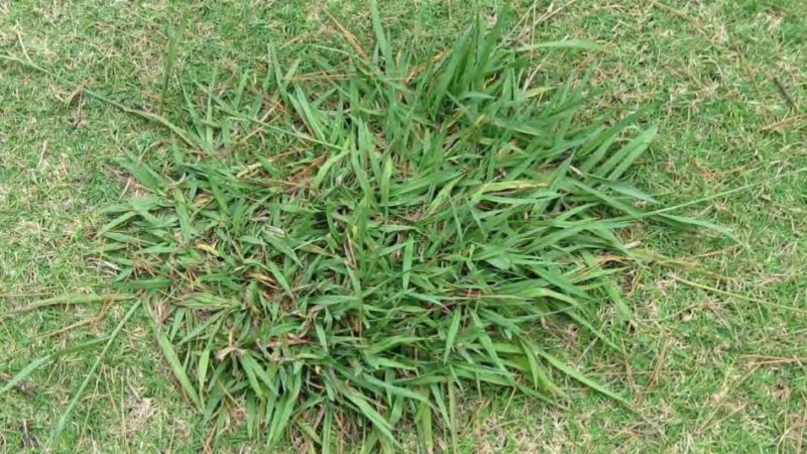 Weed Control Needed Early to Beat Weeds - Virginia Green