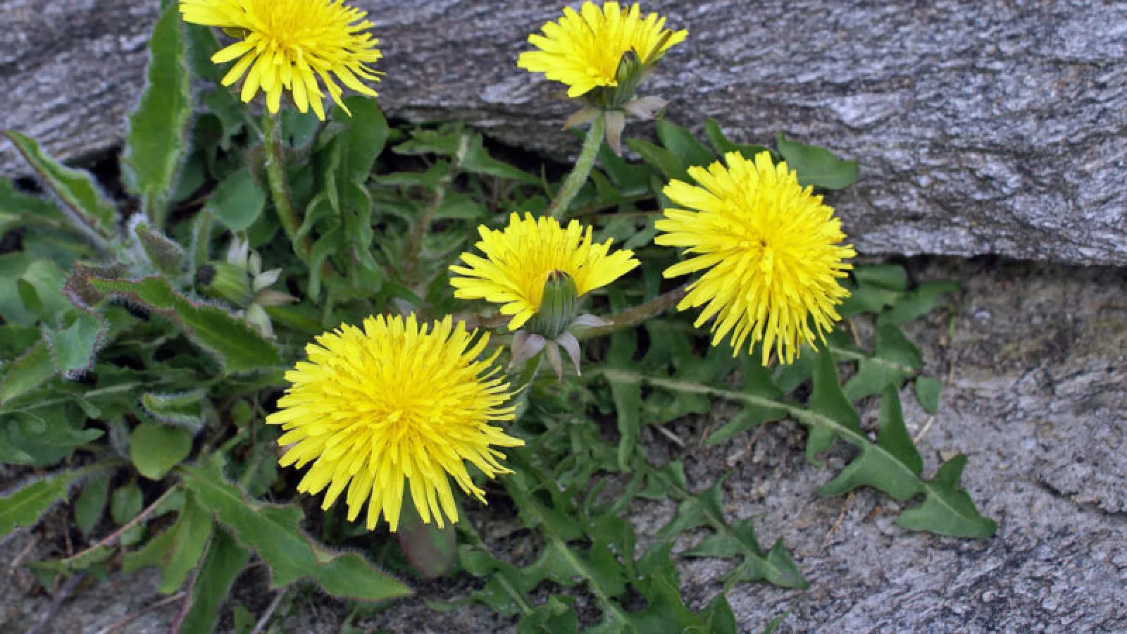 Common Perennial Winter Weeds