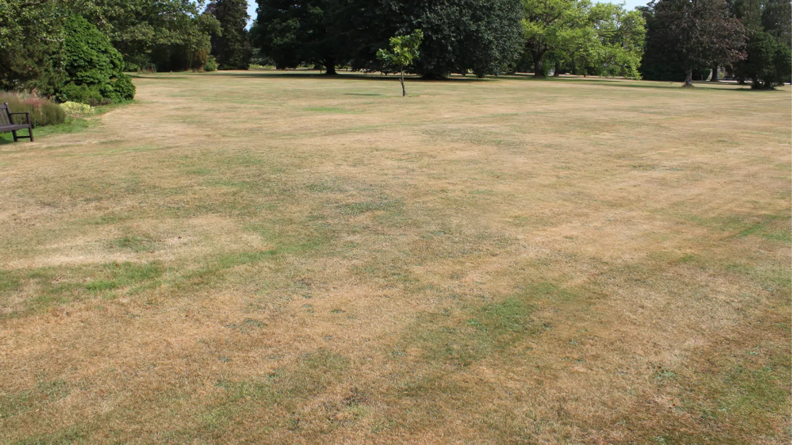Dry, patchy grass covering a large park lawn with green and mature trees in the background and a bench on the left.