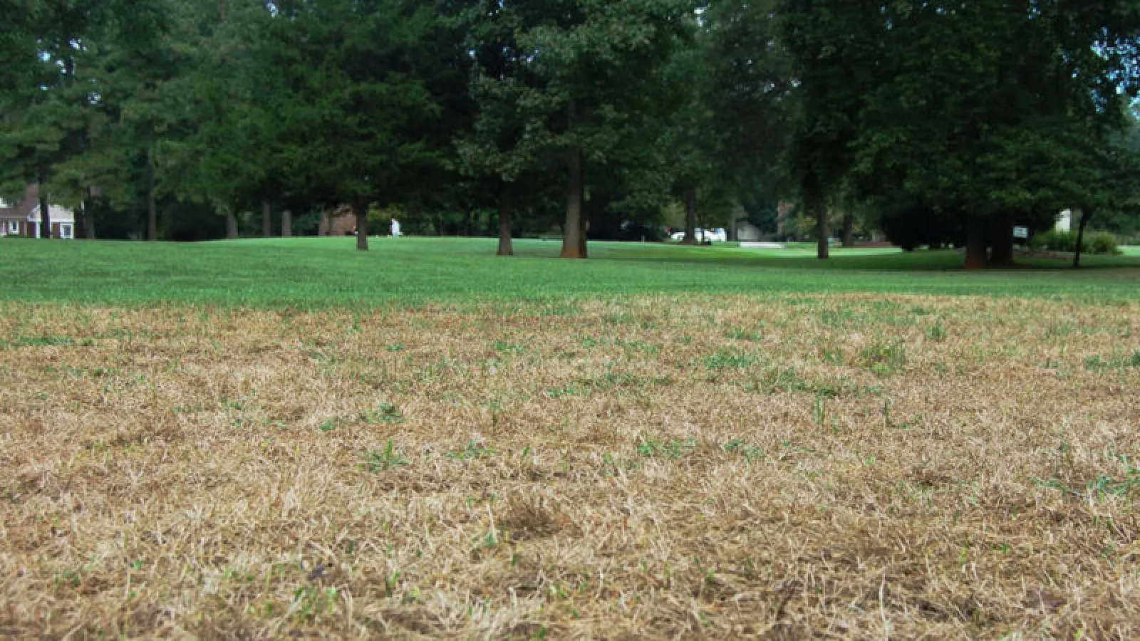 Armyworms damage