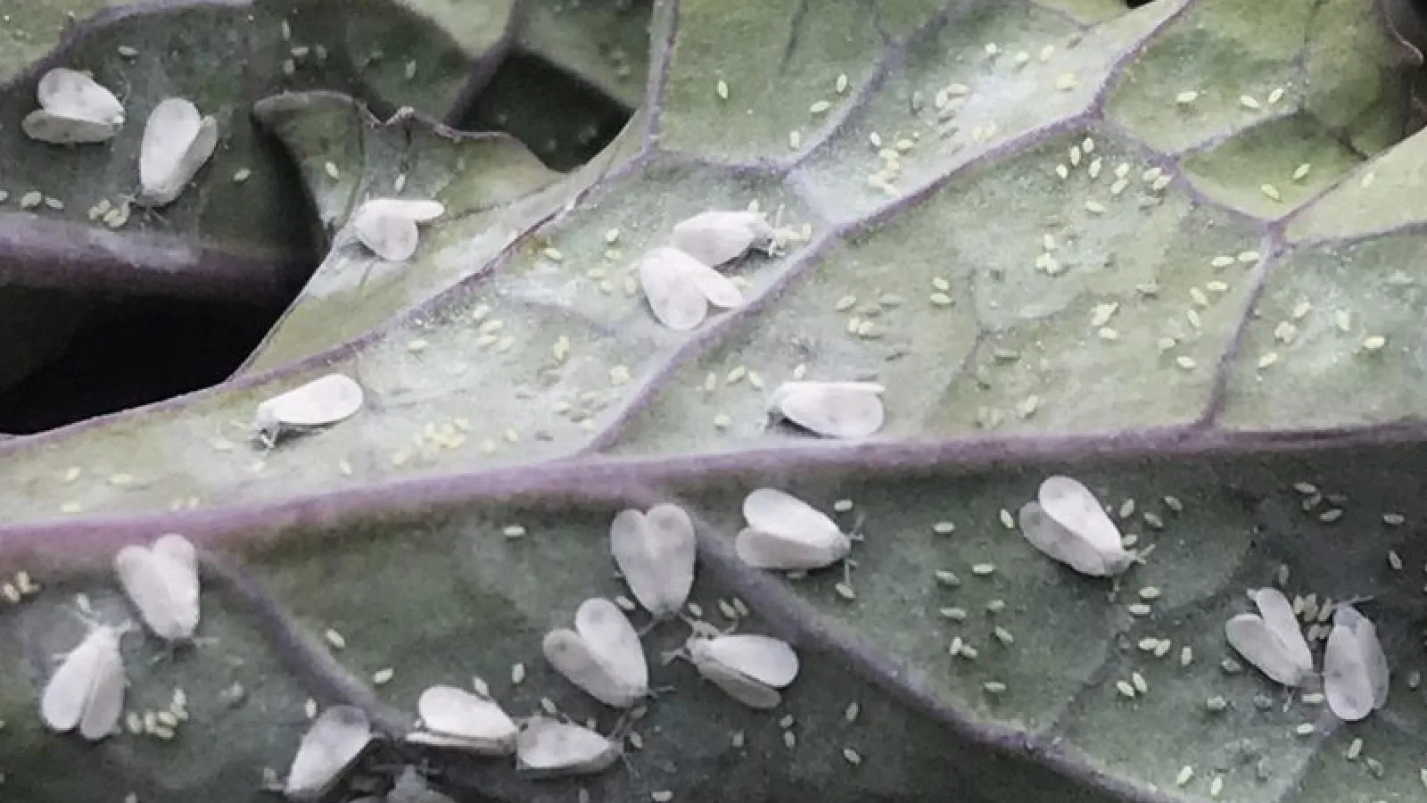 What Are Those Big White Bugs on Citrus Trees? - Pests in the Urban  Landscape - ANR Blogs