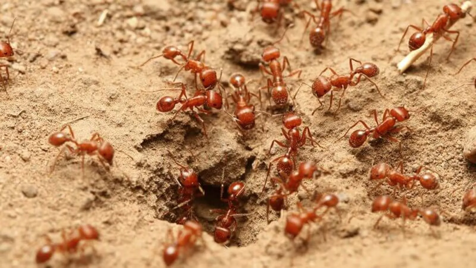 Do Fire Ants Really Bite?