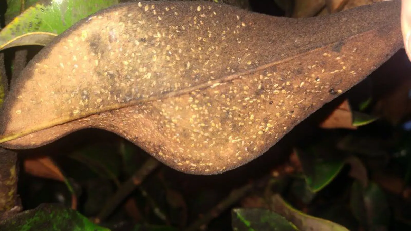 Scale insects on Minnesota trees and shrubs