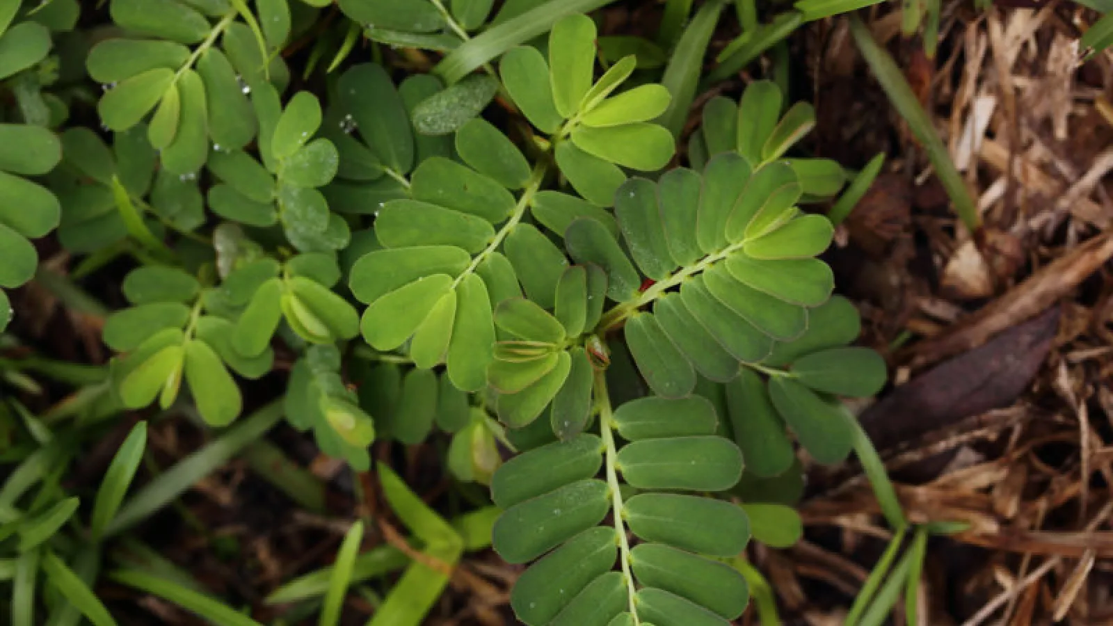 Nuisance Summer Weeds—There’s More