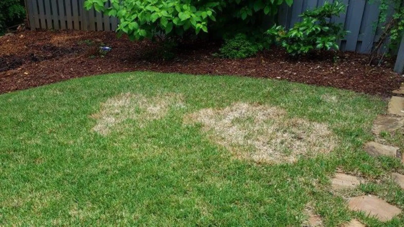 Is Zoysia Patch Attacking Your Lawn? | Turf Masters Lawn Care