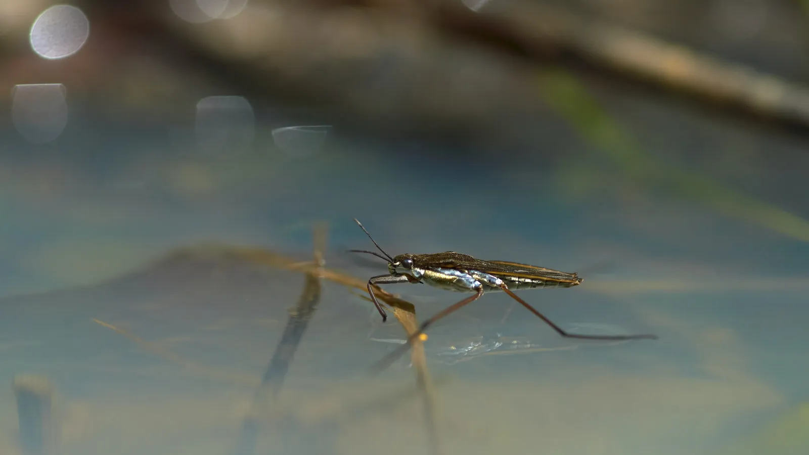 standing water for mosquito breeding