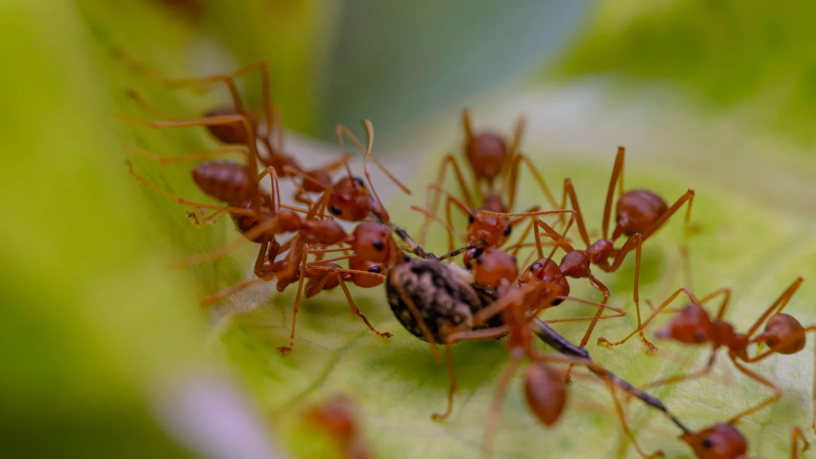 a group of ants on a plant