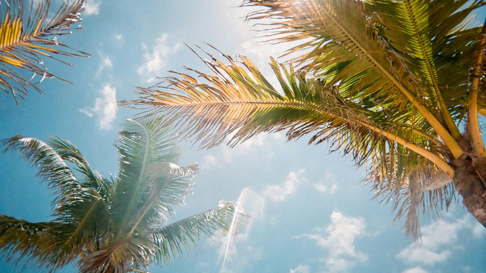 Tall palm trees against a bright blue sky with sunlight shining through the leaves.