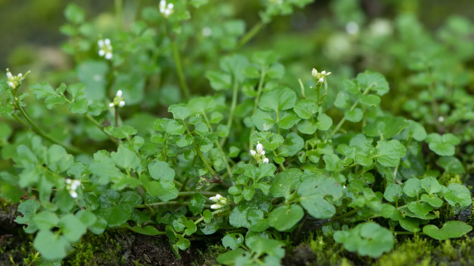 Pesky Winter Weeds