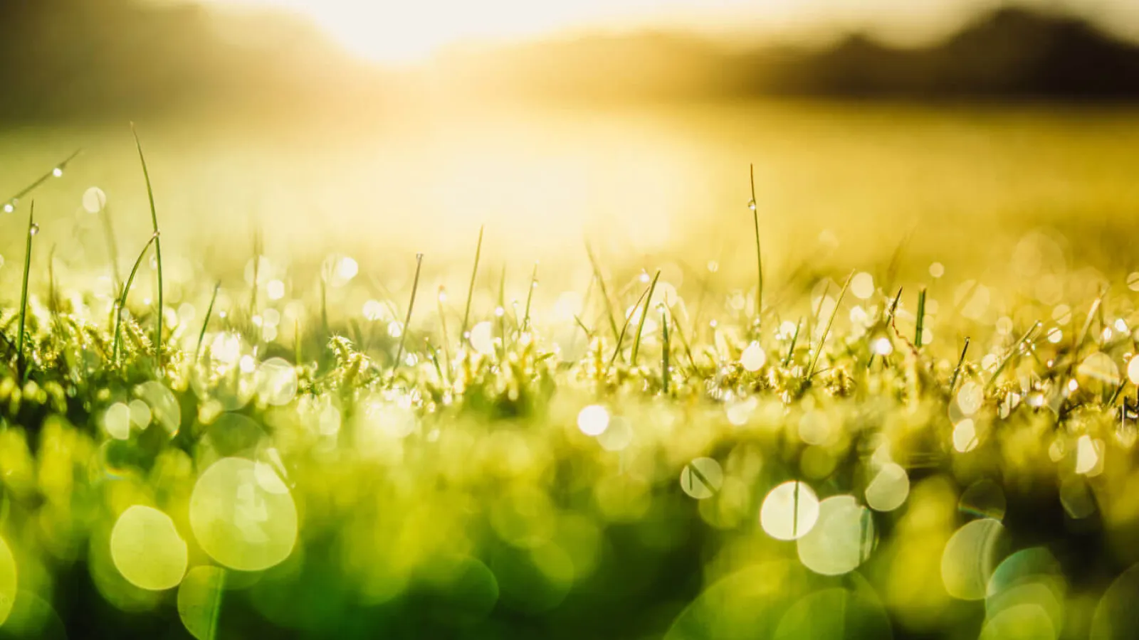 a field of bermuda grass with dew drops and sunlight