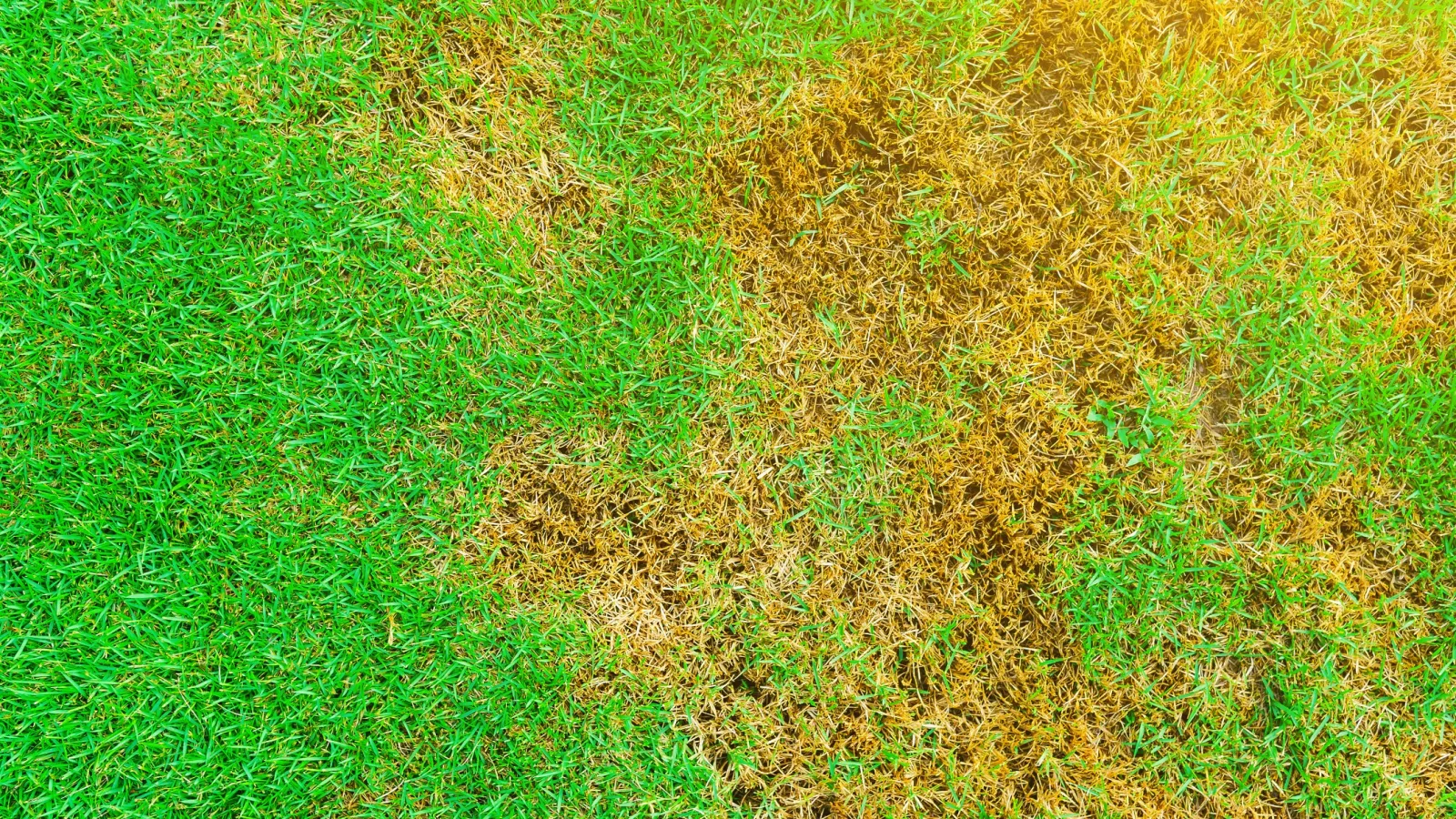 Rust Fungus