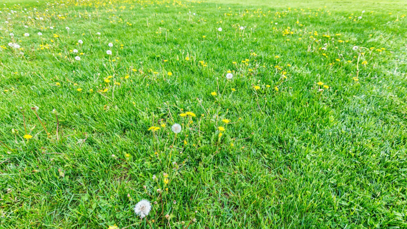 a field of grass with flowers