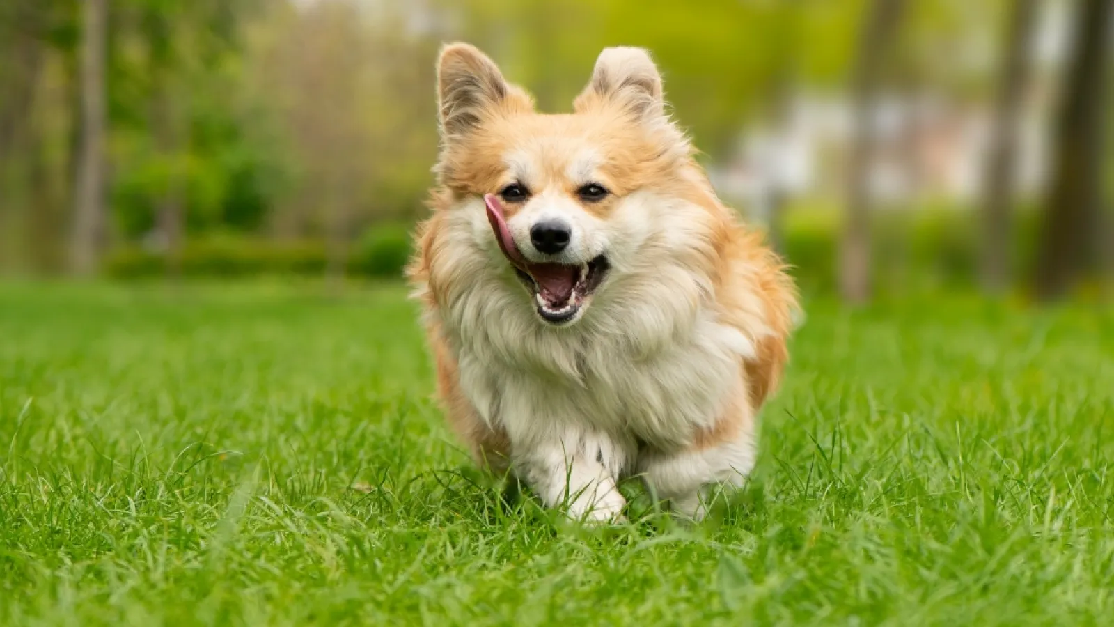 a dog running in a grassy area