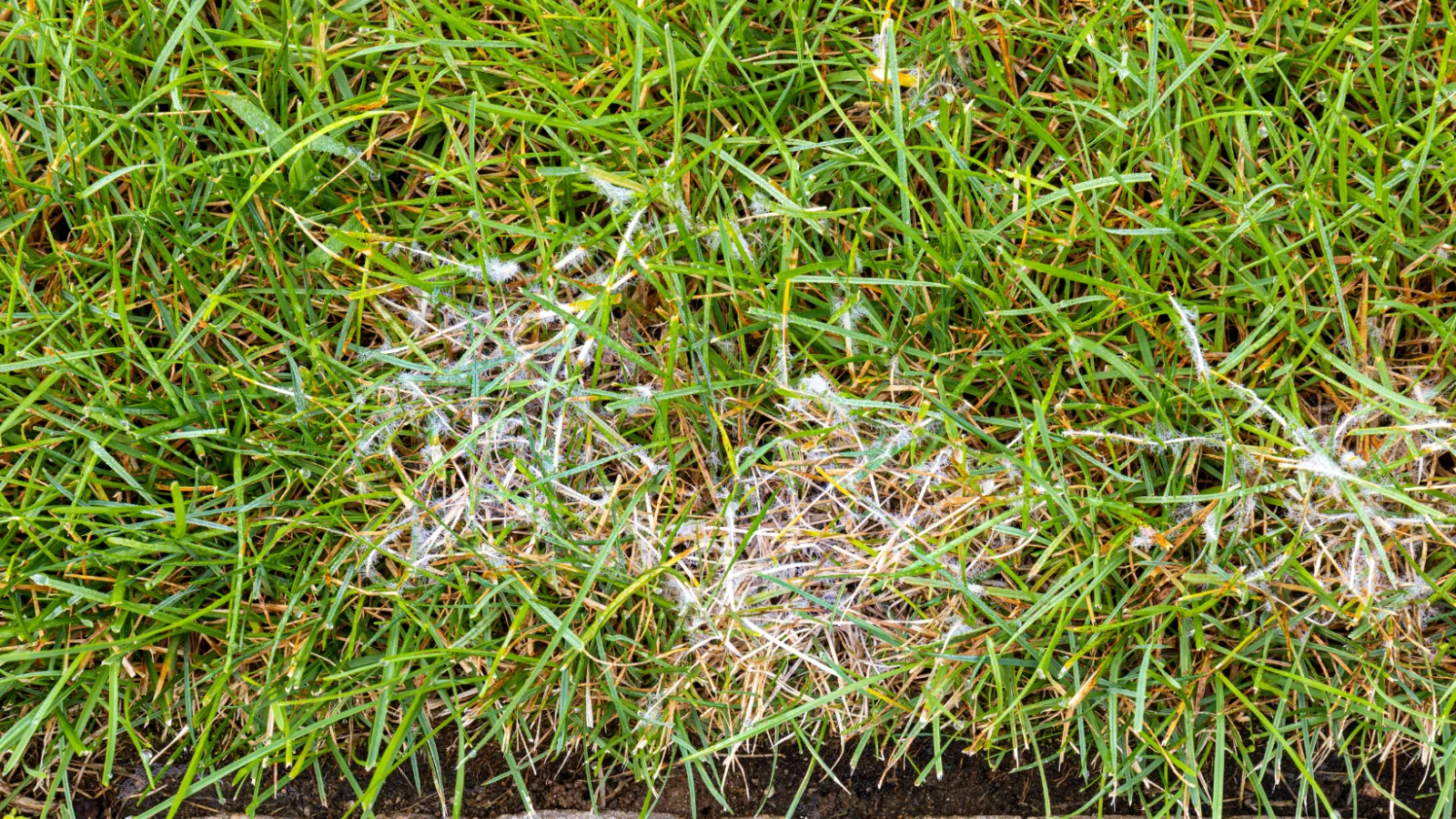 a close up of grass with Dollar Spot fungus
