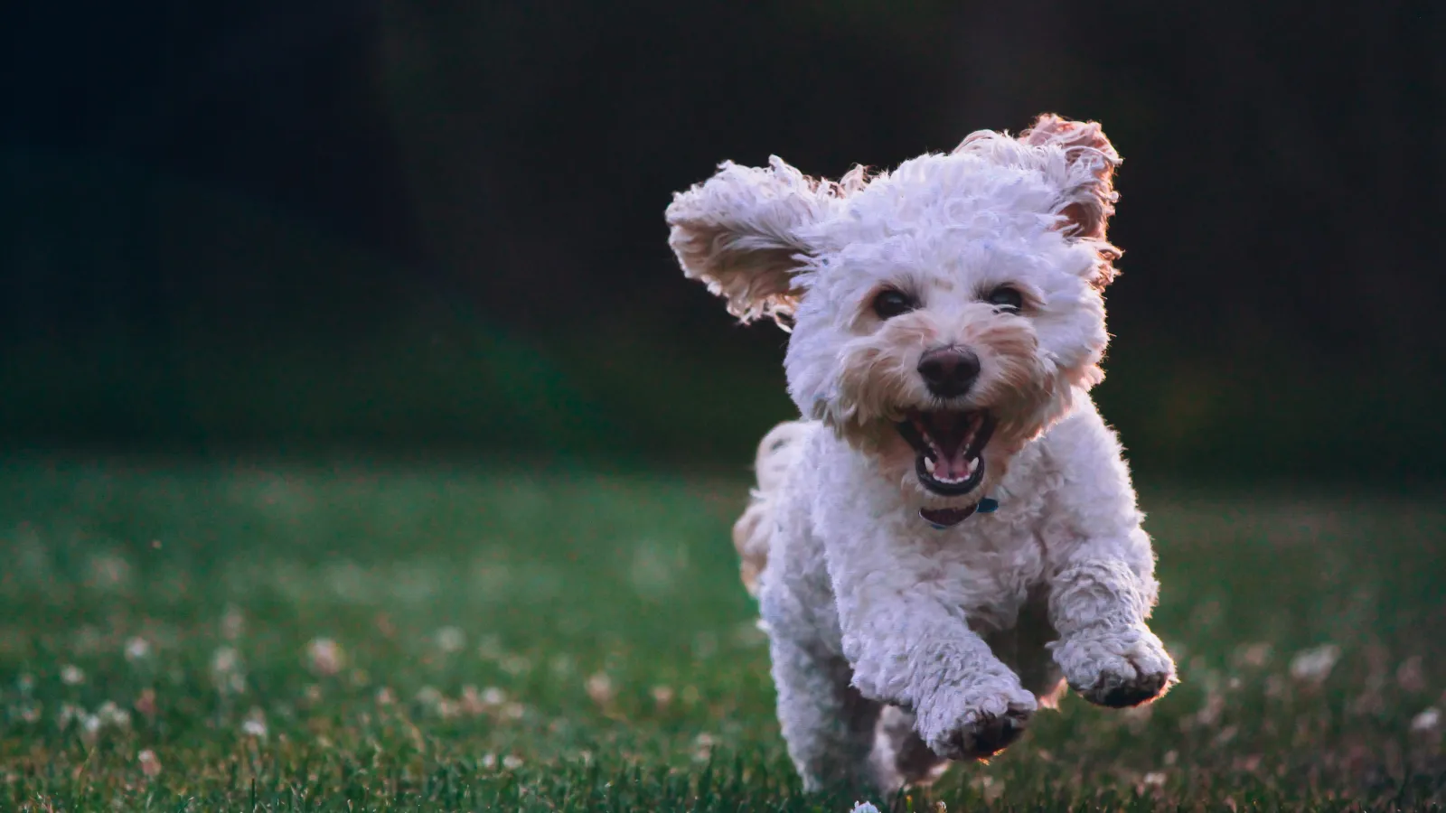 dog running in grass