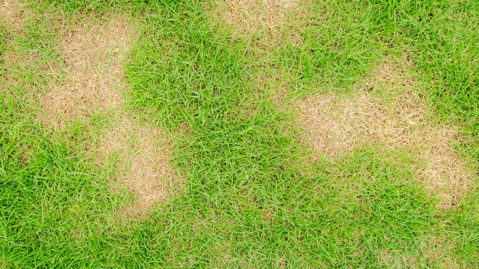 Rhizoctonia Solani- Fungus That Causes Brown Patch