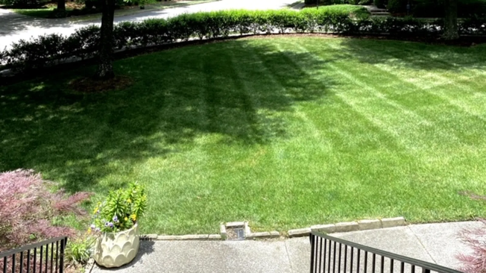 lawn with fungicide treatment