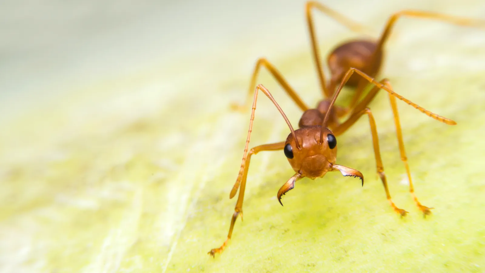 a close-up of a fire ant