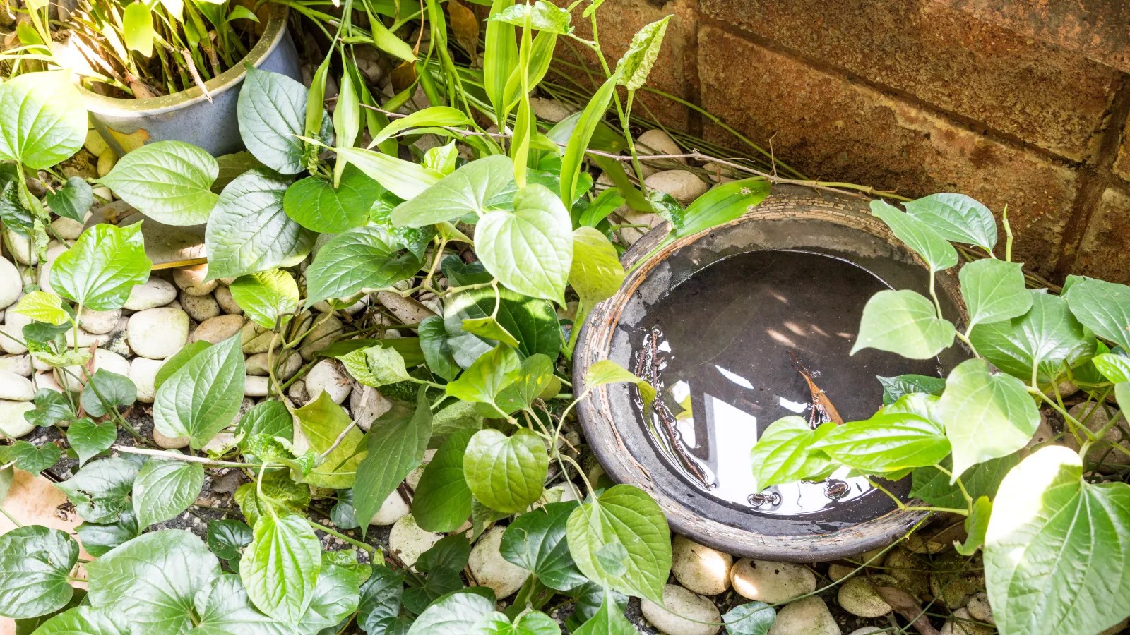 standing water for mosquitoes to breed