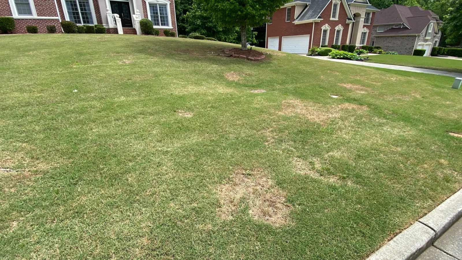 Zoysia Patch