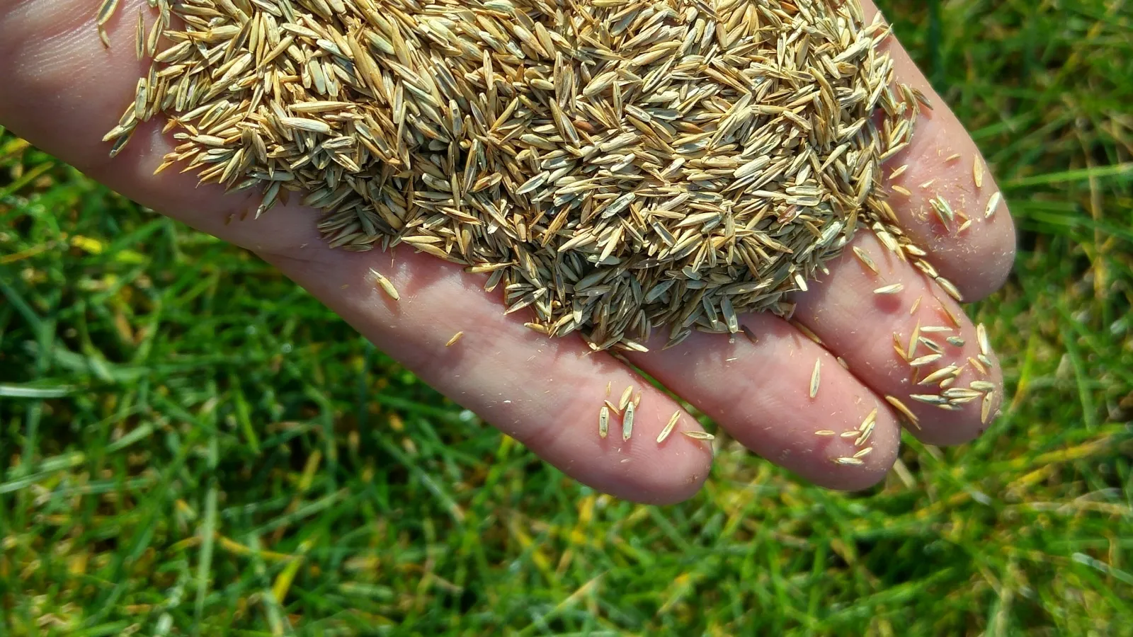 Person touching grass in the daytime