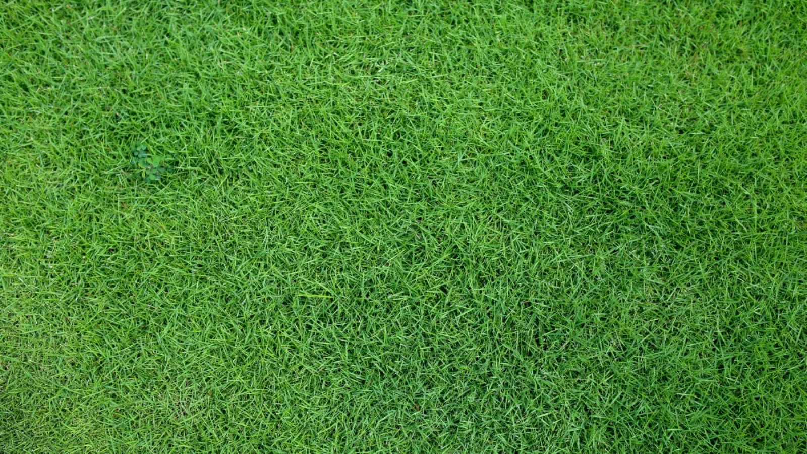 a close-up of a grass field