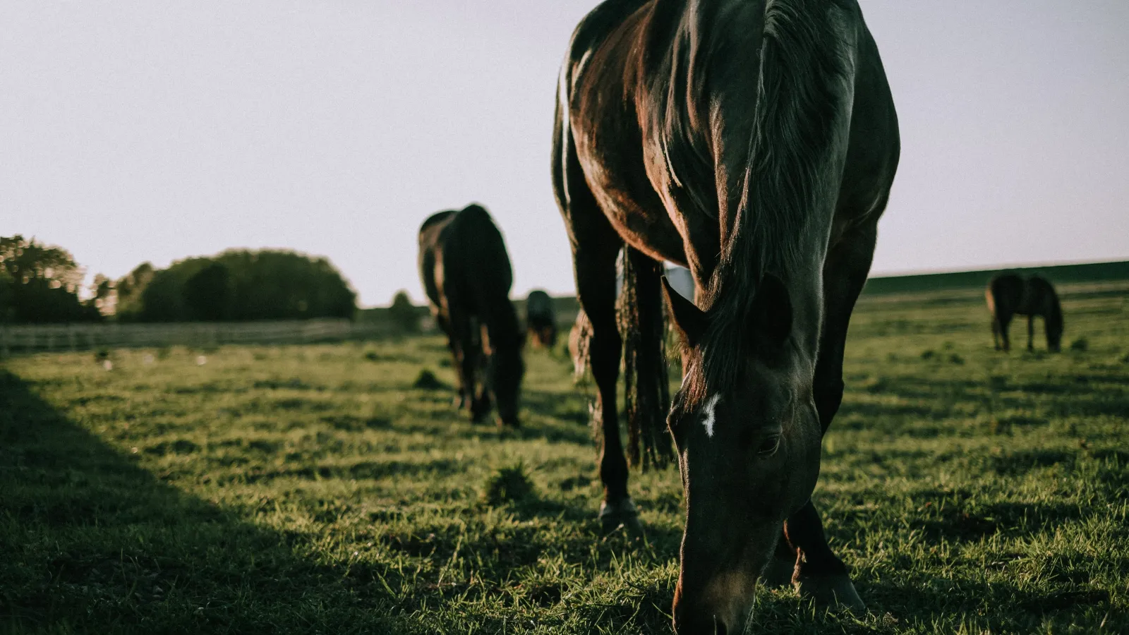 horse eating grass